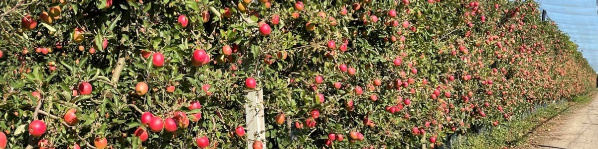 Le verger de pommiers en quête de « Mécanisation » 