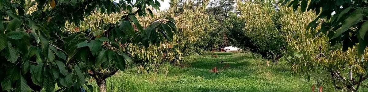 Comment évaluer la sensibilité des porte-greffe du cerisier au manque d'eau en verger irrigué ? 