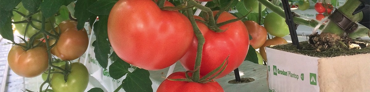 Variétés grappes : des nouveautés intéressantes !