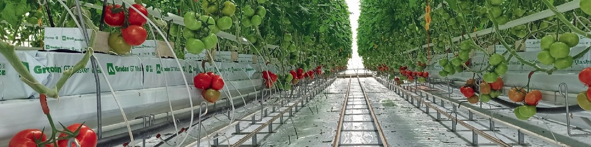 How does vacuuming contribute to pest control in soilless tomato crops?