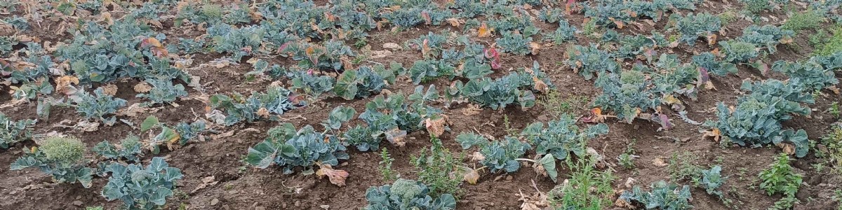 Expérimenter des solutions alternatives pour la protection phytosanitaire des fruits et légumes 