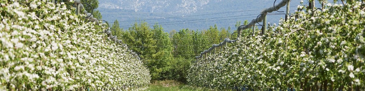 Projet GreenGO PEREN, amélioration de la performance environnementale de la pomme 