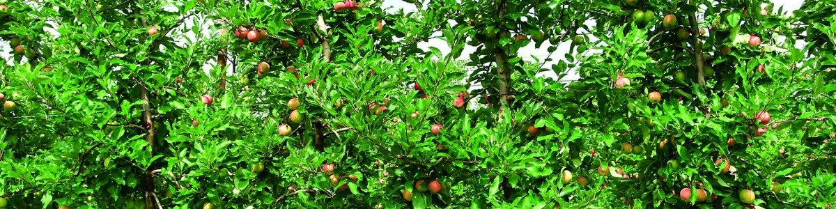 Estimation of crop load in apple orchards 