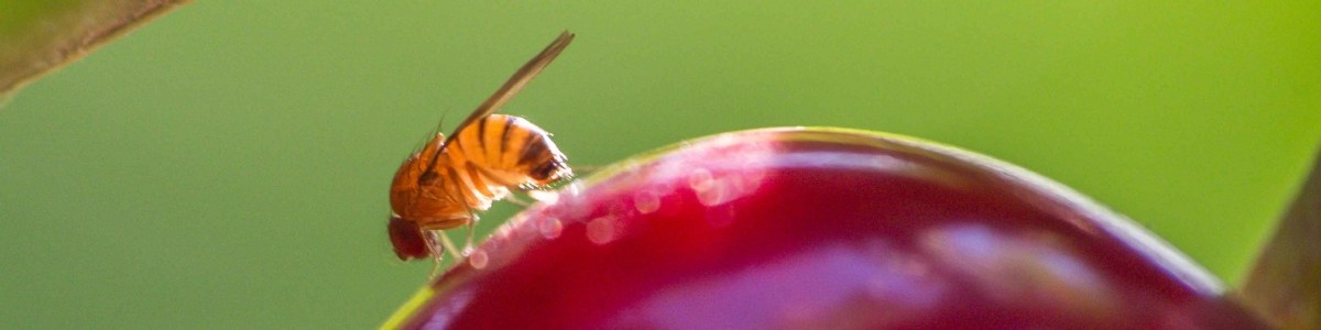Suivi des populations de  Drosophila suzukii  pour comprendre l'insecte et faciliter la lutte 