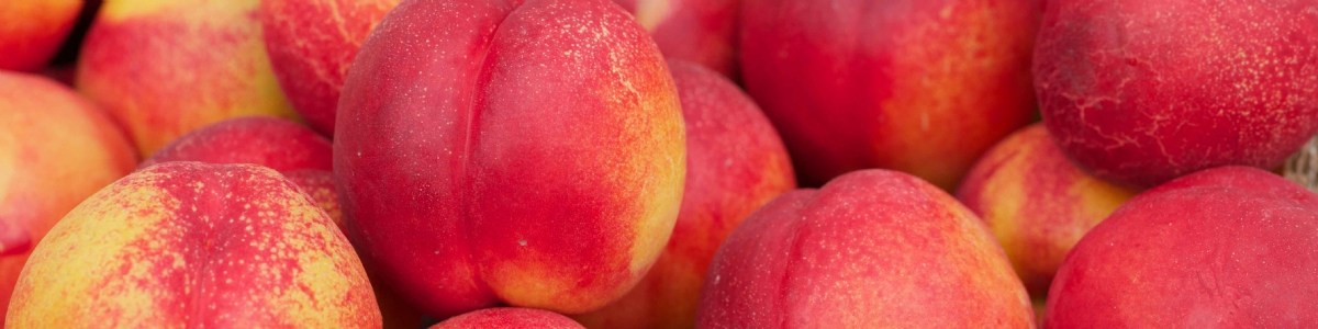 Nectarine : relation entre densité à la récolte et qualités organoleptique et nutritionnelle 