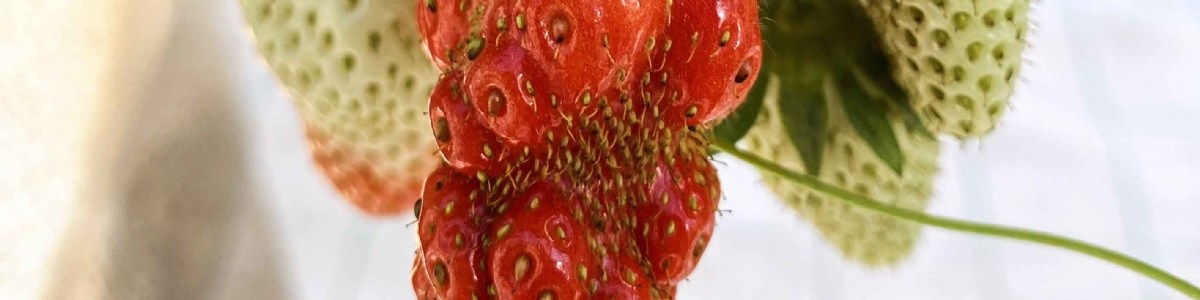 Adaptabilité de différentes variétés de fraisiers face au changement climatique 