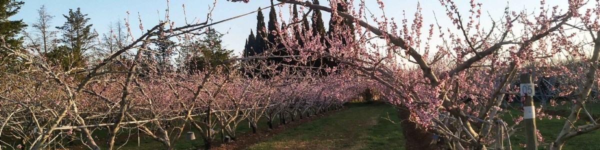 Un projet de sélection de variétés fruitières adaptées à l'agriculture biologique 