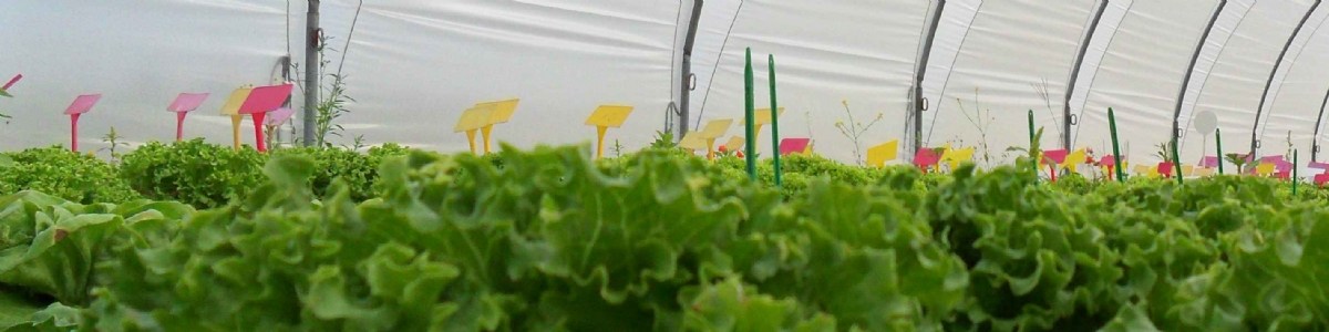 Projet ACTIFOL : connaissances acquises entre 2020 et 2023 