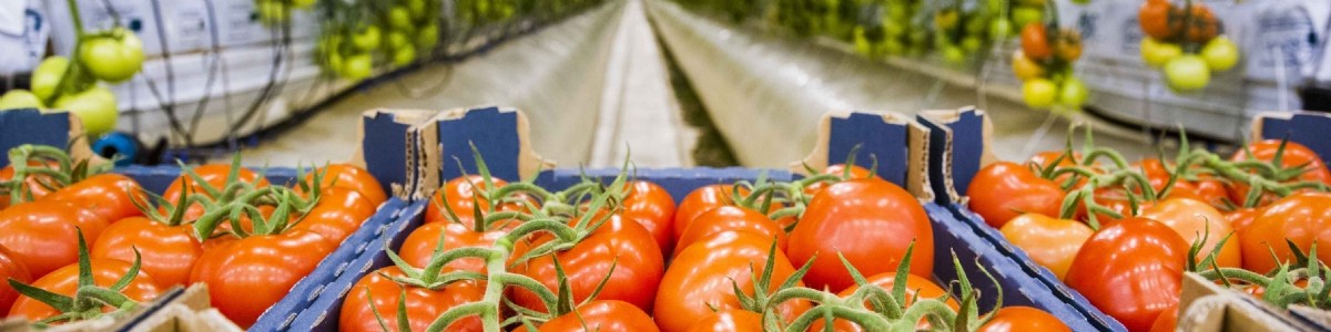 Des micro-organismes pour améliorer la résilience en culture de tomate hors-sol 