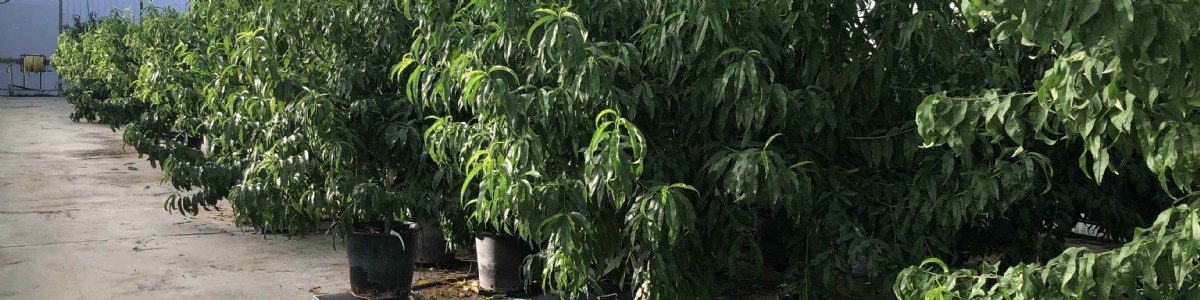 Différents financements des plantes mères initiales pour la Certification 