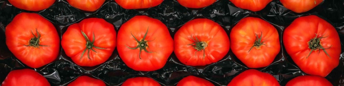 Projet FreshQualiTom, la qualité des tomates préservée dans les circuits logistiques 