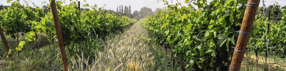 Raisin de table, faire évoluer l'entretien du sol sans impacter la rentabilité 