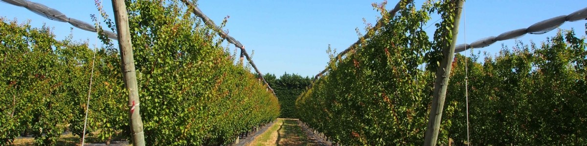 Adapter la stratégie phytosanitaire à l'évolution de la végétation 