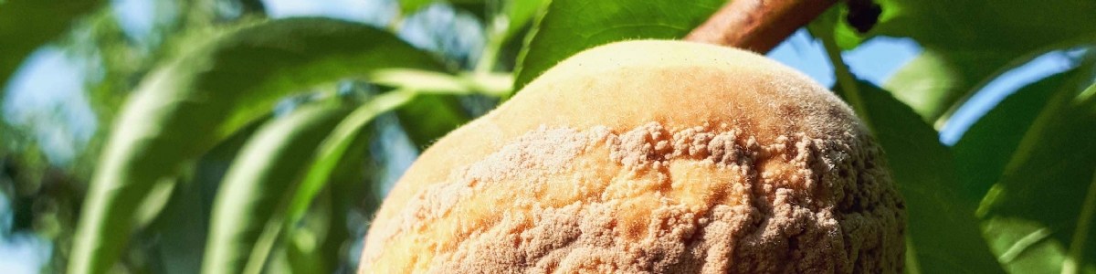 Impact du mode de fertilisation et de solutions alternatives sur les maladies de conservation 