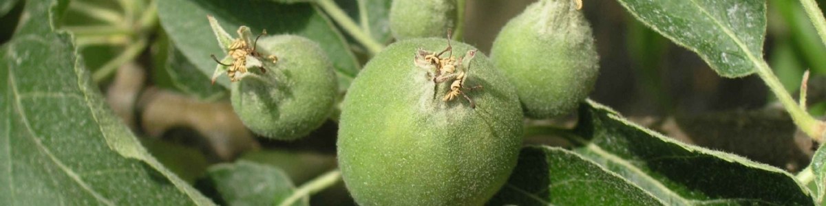 Quelles solutions pour l'éclaircissage en arboriculture biologique ? 