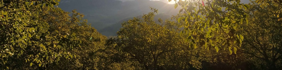 Les chauves-souris en noyeraie AOP Noix de Grenoble 