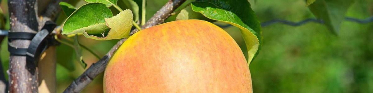 Pommier Da Rosa ®  Golden Parsi cov 