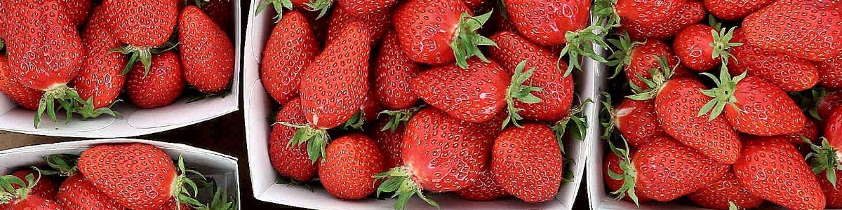Impact du stade de maturité sur la qualité de la fraise Gariguette 
