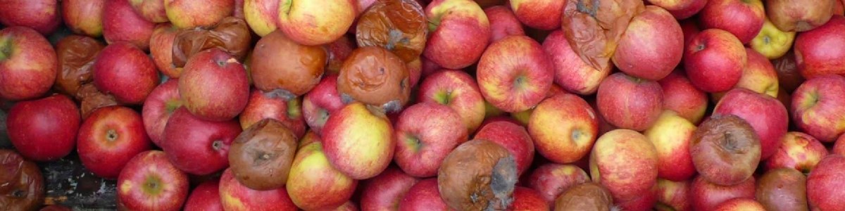 Lutte contre les maladies de conservation des pommes 