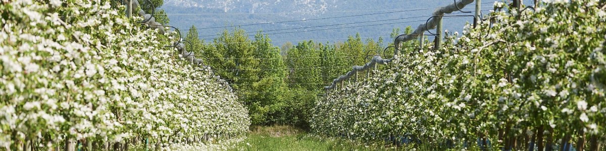 GreenGO PEREN project, improving the environmental performance of apples 
