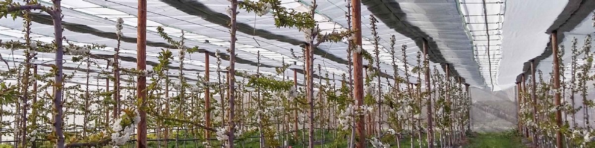 Projet OFB  Drosophila suzukii  sur cerise, une approche intégrée durable pour la filière 