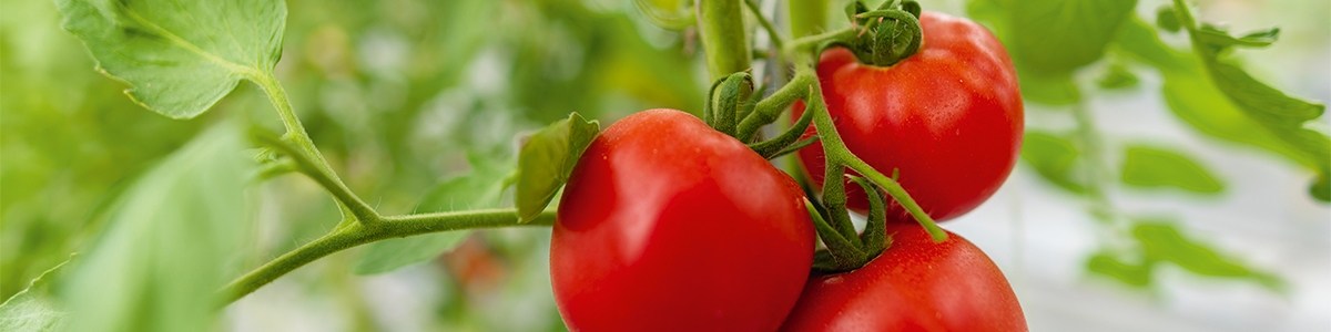 Synthèse de trois années d'essais sur la tomate