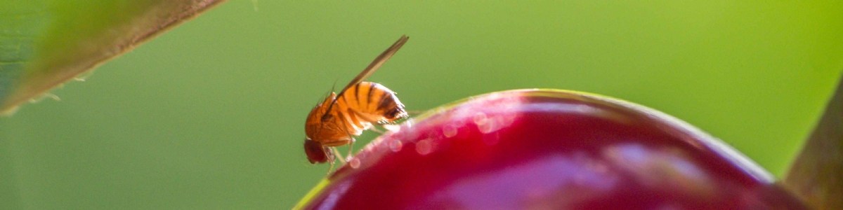 Monitoring  Drosophila suzukii  polulations to better understand the insect and improve control 