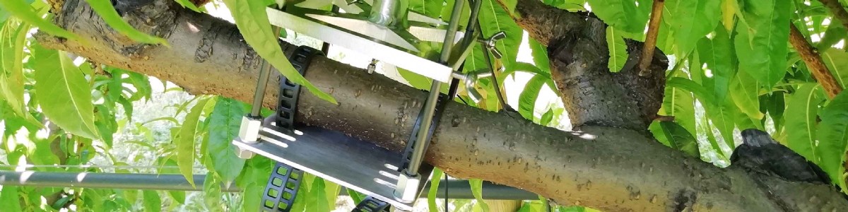 Des dendromètres pour des stratégies d'irrigation optimisées et économes 