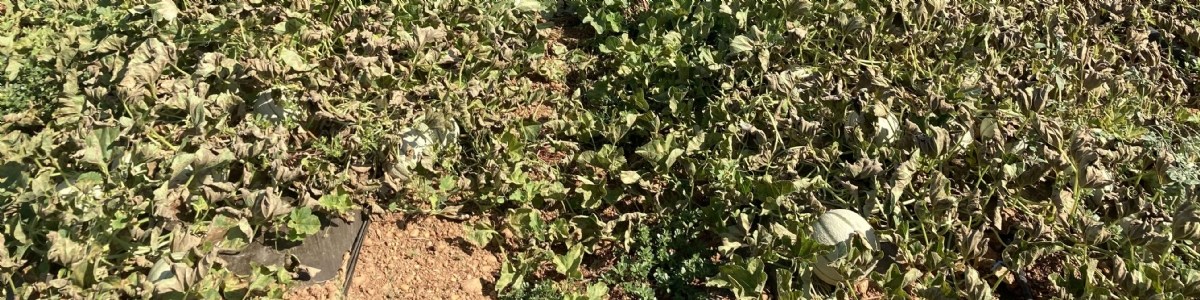 Efficacité du biocontrôle et impact du climat sur le développement du mildiou en melon 