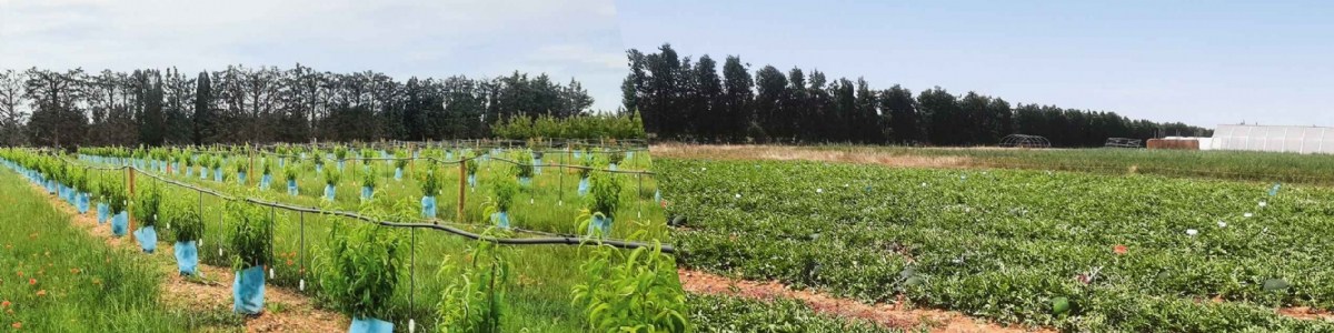 Choisir et optimiser sa stratégie de fertilisation en culture biologique 