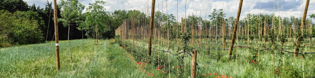 L'agroforesterie au service des cultures fruitières et maraîchères ? 