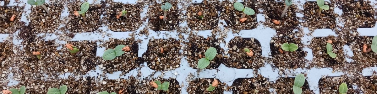 Les artichauts de semis : une petite révolution en germination 