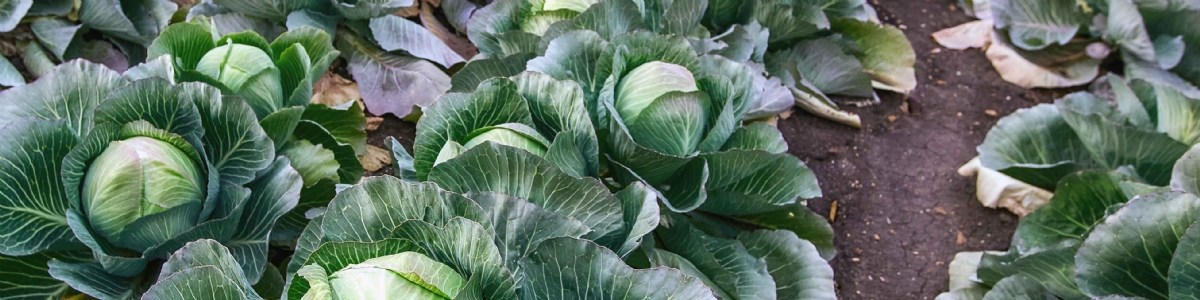 Adaptation des itinéraires techniques du bassin lyonnais face au changement climatique 