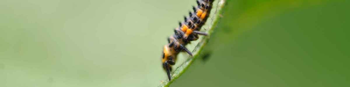 Des solutions agroécologiques prometteuses en maraîchage sous abri froid 