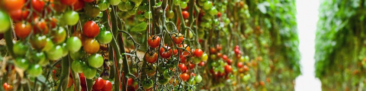 Amélioration de la performance environnementale en tomate et concombre sous abri 