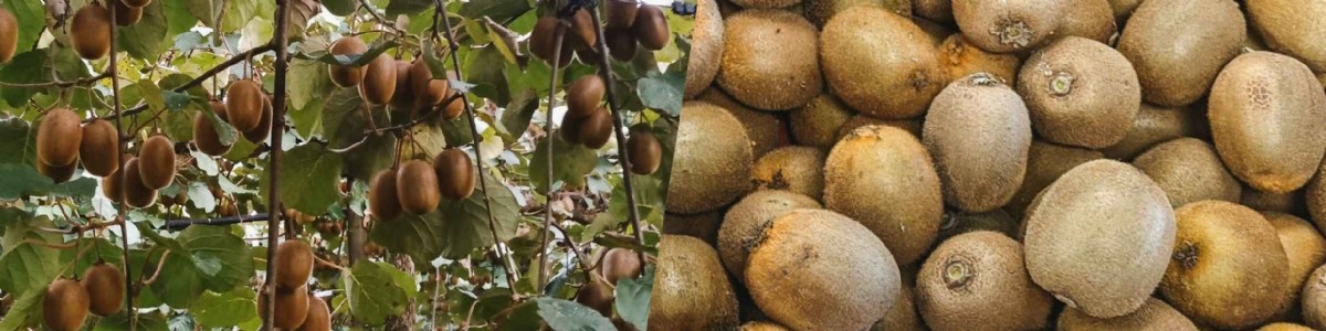 Récoltes précoces ou tardives : quel effet sur la qualité du kiwi Hayward après conservation ? 