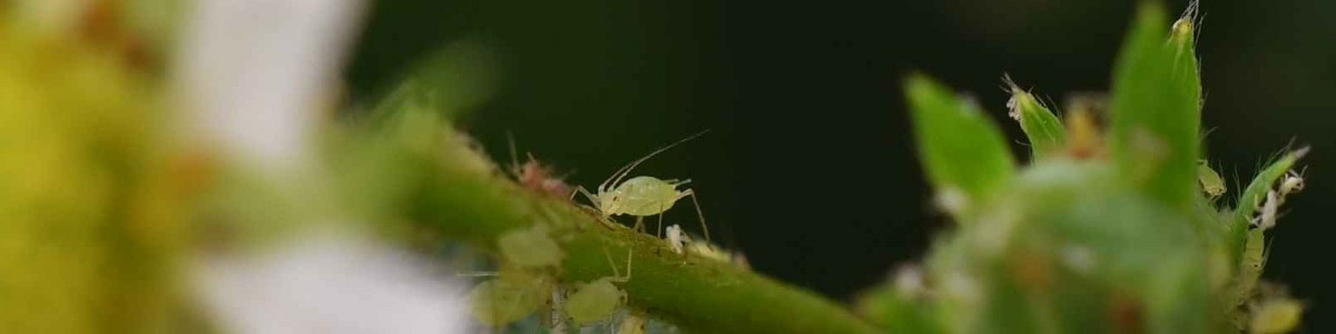 Fertilisation et gestion des pucerons en fraise : étude de stratégies de protection 