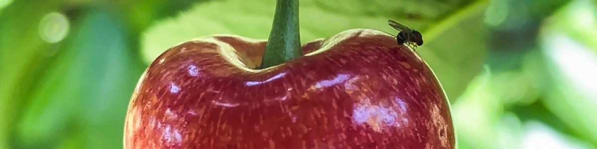 OPTIMISer le contrôle de Drosophila suzukii via les Insectes Stériles et Incompatibles 