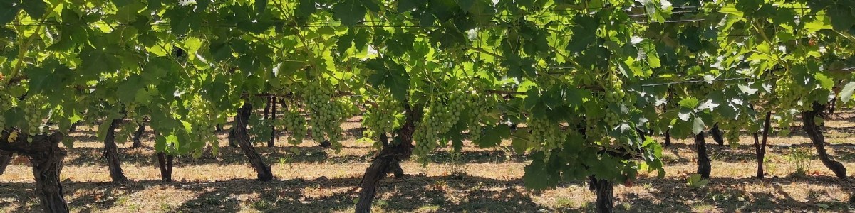 Stratégies innovantes de protection du raisin avec des produits de biocontrôle 