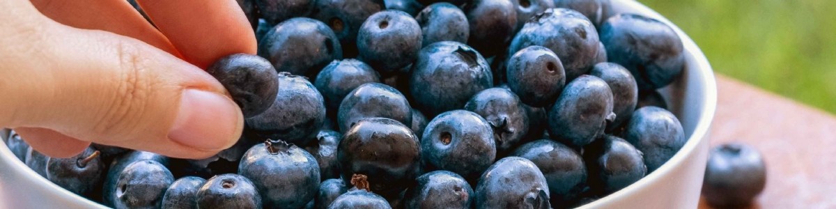 Attentes consommateurs et qualité nutritionnelle : les atouts de la myrtille 
