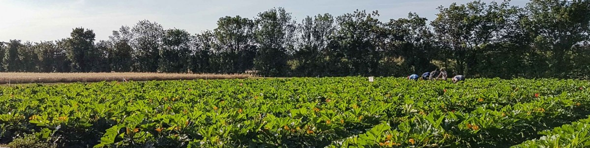 Trois ans d'étude sur le paillage biodégradable en cultures maraîchères 