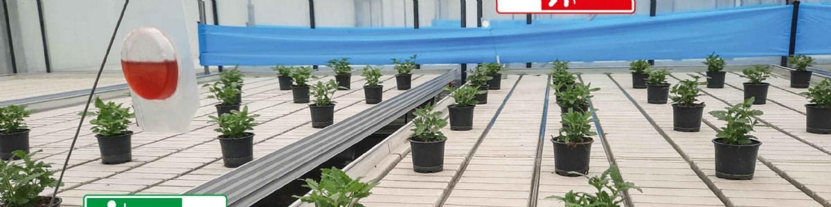 Des odeurs pour décourager l'installation des thrips dans les cultures sous serre 