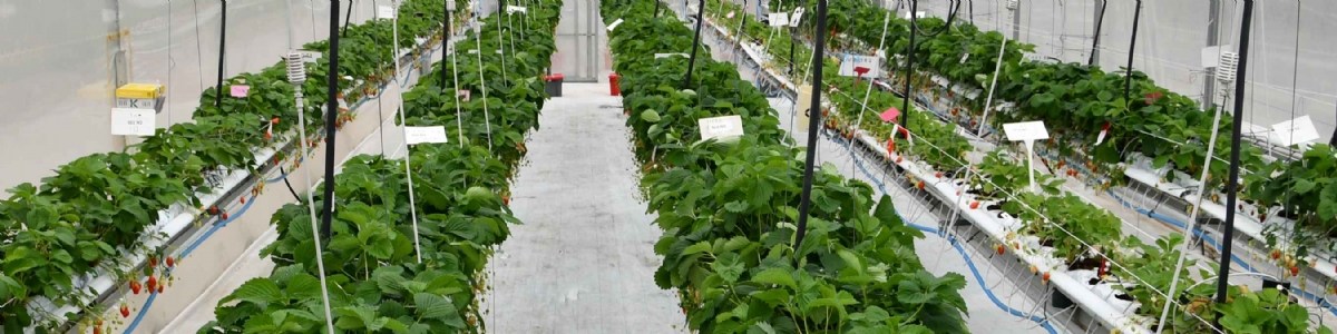 Mise au point d'un outil de pilotage de la fertilisation azotée pour la fraise hors-sol 