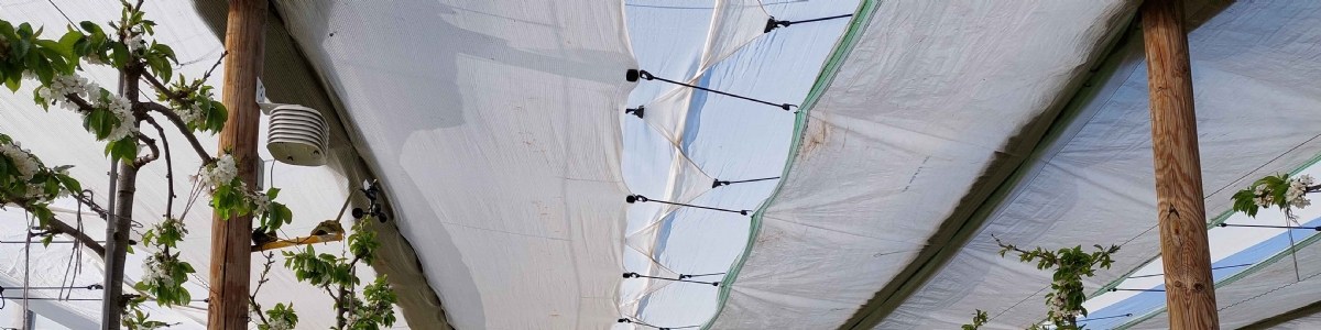 Microclimat sous filet monoparcelle en verger de cerisiers 