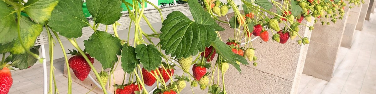 Utilisation de la technique de l'insecte stérile pour contrôler  Drosophila suzukii  en cultures sous abri 