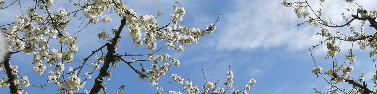 Les biostimulants aident-ils la production arboricole ? 