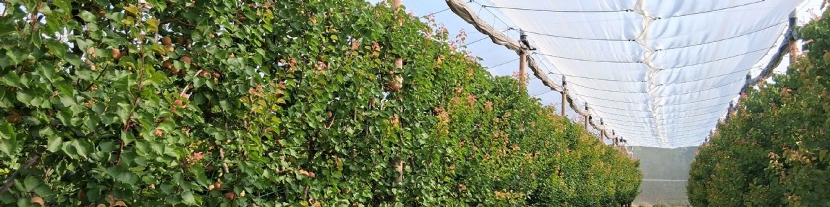 Évaluation multicritère de vergers d'abricotiers très économes en intrants phytosanitaires 