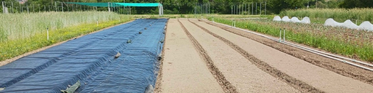 SOLutions pour une meilleure gestion des Adventices dans les cultures de Fruits et Légumes 