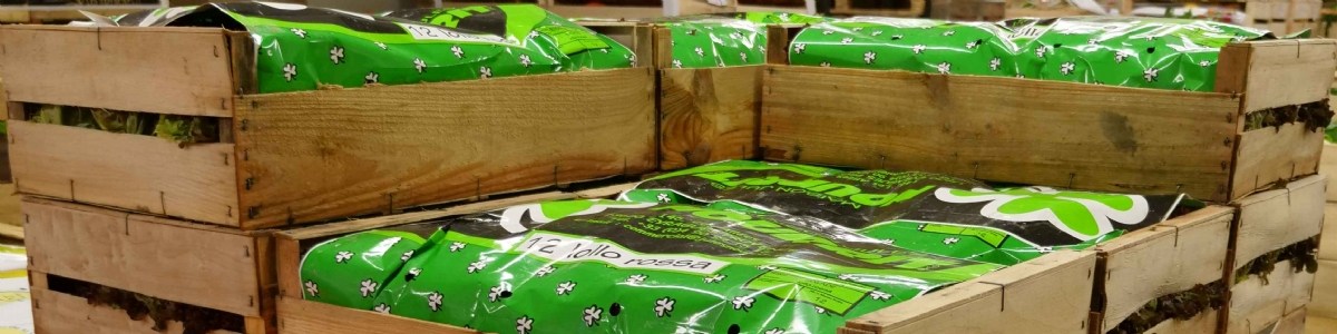 Évolution de la fraîcheur des fraises et des salades en emballage éco-conçu 