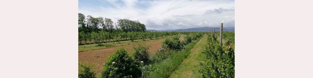 Variétés de melon et outils de suivi de l'irrigation face au stress hydrique 